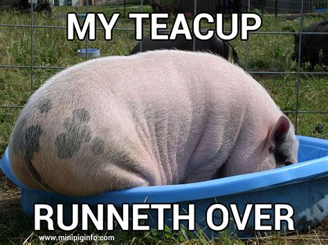 Teacup has runneth over! | Micro pigs, Pig memes, Cute piglets