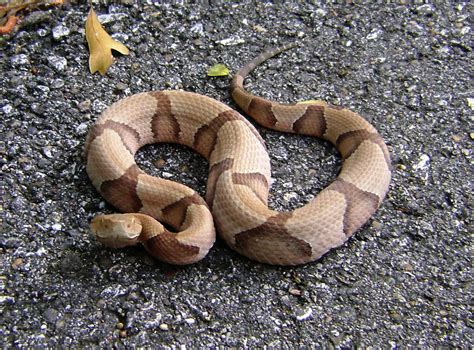 Southern Copperhead (A Guide to Snakes of Southeast Texas) · iNaturalist