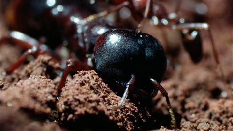 Driver ants build a new home and move their queen | The Kid Should See This