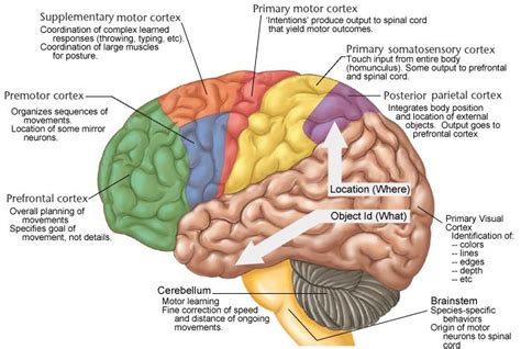 supplementary motor area - Recherche Google | Supplementary motor area, Premotor cortex, Motor ...