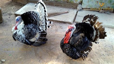 TURKEY BIRD|| BEAUTIFUL TURKEYS PLAYING|| TURKEY BIRD SOUNDS|| TURKEY KODI|| SEEMA KODI|| PET ...