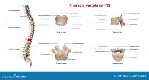 胸部椎骨T12 库存例证. 插画 包括有 女主持人, 背景, 联接, 带状闪长岩, 轰炸机, 爱好健美者 - 78412825
