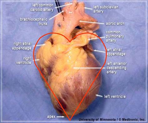 Anatomically Correct Human Heart Diagram
