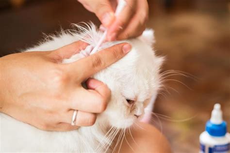 Simple Home Remedies for Cat Ear Mites | LoveToKnow | Cat ear mites, Cat remedies, Cat ...
