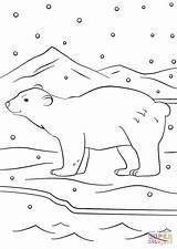 Winter Polar Bears Coloring Pages sketch template