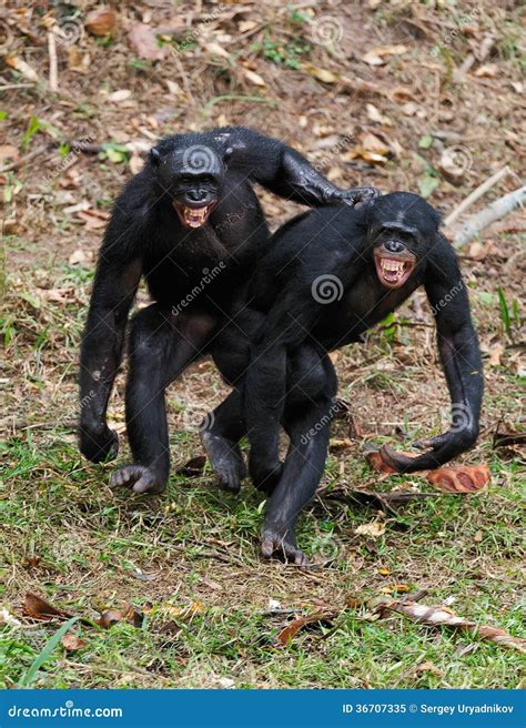 Males bonobo mating stock image. Image of lovely, natural - 36707335