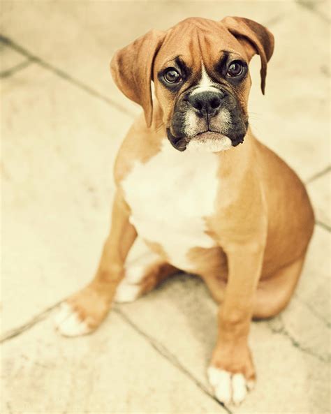 Clyde- Fawn Boxer Puppy Photograph by Jody Trappe Photography