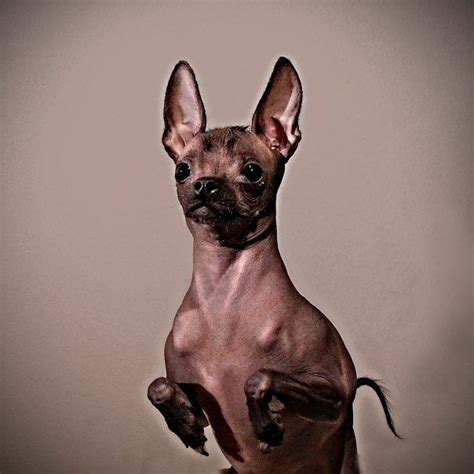 63+ Xoloitzcuintli Aztec Chihuahua - l2sanpiero