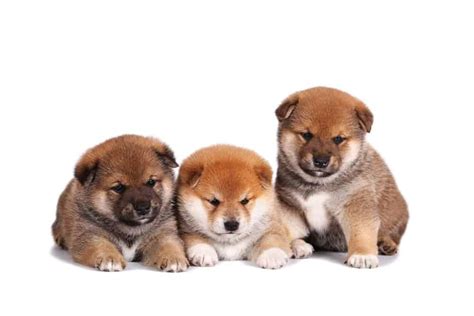 Shiba Inu Colors: Rarest to Most Common - A-Z Animals