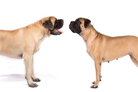 American Mastiff Vs English Mastiff