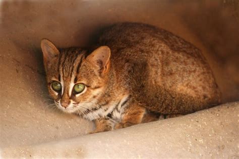 The rusty-spotted cat: habitat and characteristics