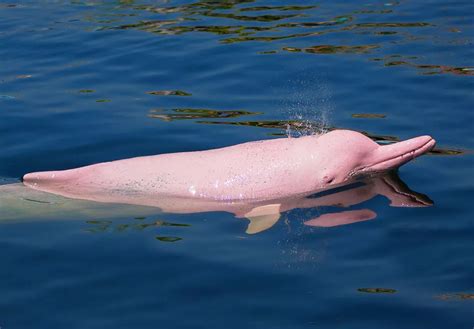 Pink River Dolphins | Blog | Delfin Amazon Cruises