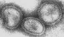 RNA Virus Replication