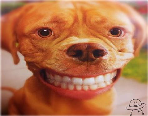 Smile it's good for you, cute, smile, animals, dog, HD wallpaper | Peakpx