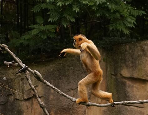 Free Images : rope, zoo, jungle, balance, monkey, gibbon, connection 3095x2404 - - 1068323 ...