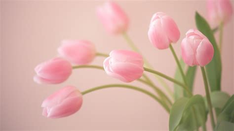 Desktop Tulip Wallpapers - Wallpaper Cave