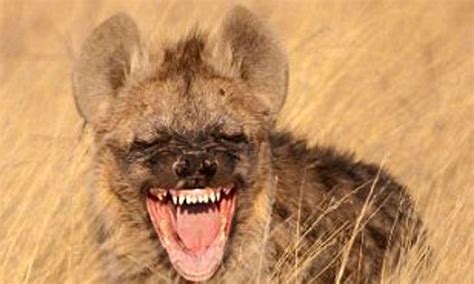 Hyena Laugh