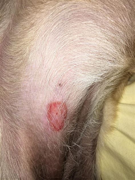 Worried about this bite on my dog's belly. Please see attached photo. | PetCoach