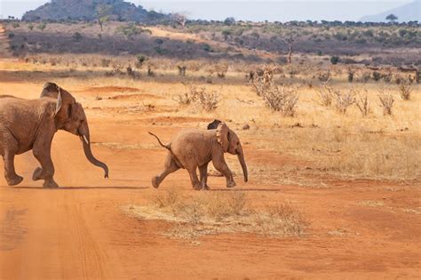 Why the Myrtle Beach Safari is a Haven for Wildlife Lovers