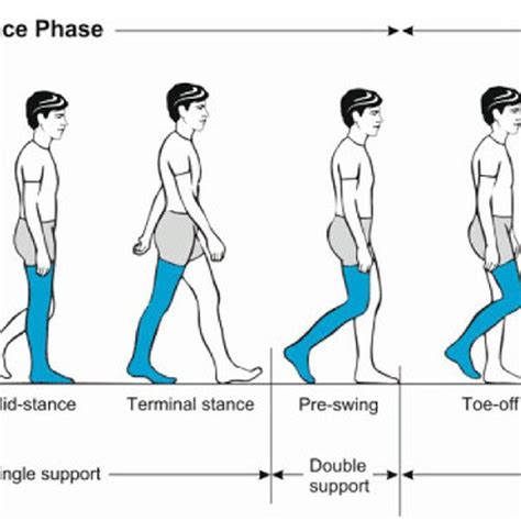 Illustration of the gait cycle. After heel strike, during the loading... | Download Scientific ...