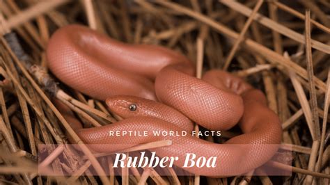 Top 10 Rubber Boa Facts - A Very Rubbery Looking Snake!