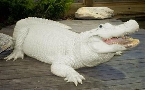 This is Trezo Je, one of four leucistic alligators at Gatorland in Orlando, Florida. There are ...