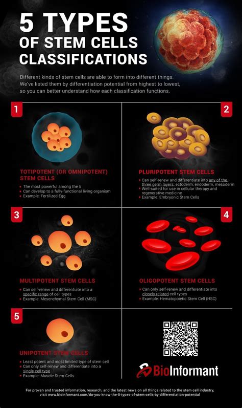 5 Types Of Stem Cells Classifications