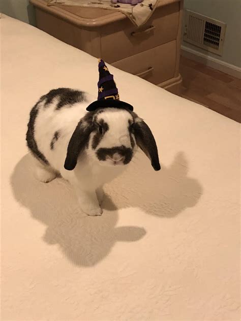 i bought my rabbit a halloween costume : r/Rabbits