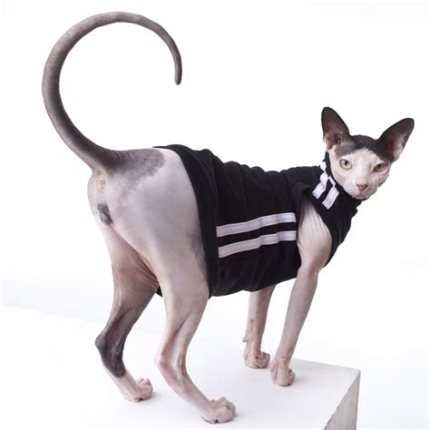 Sphynx Cat Shirts • Track Suit • Sphynx Cat Wear