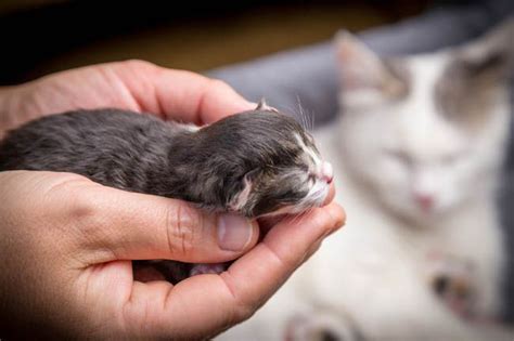 The gestation period of a cat is 63-65 days. We look at signs of labour ...