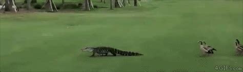 see ya later alligator golf course gif | WiffleGif