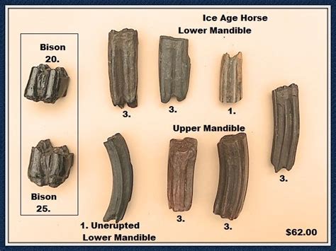 Ice Age Fossil Horse and Bison Teeth