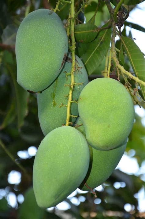 Mango Farming in Mexico: How to Start, Planting to Harvesting, and ...