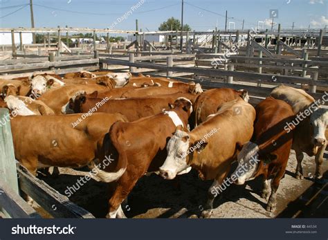 Cattle At Stockyard Stock Photo 44534 : Shutterstock