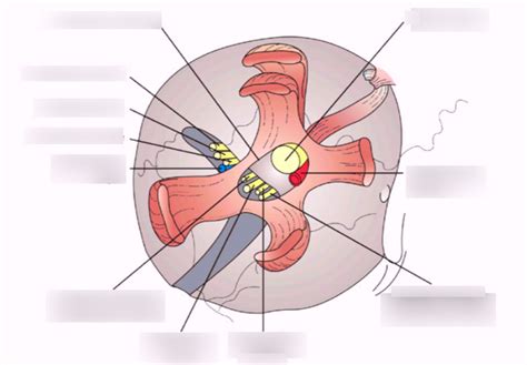 The common tendinous ring (annulus of zinn) Diagram | Quizlet