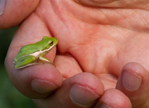 The Georgia Green Tree Frog, is also known as the American Green Tree ...