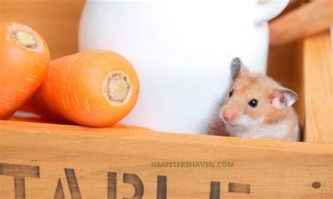 Can Hamsters Eat Carrots? - Hamsters Haven