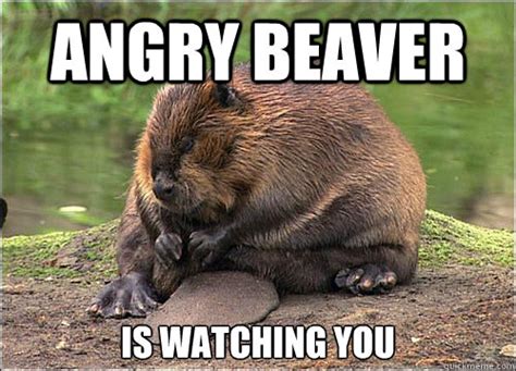 Angry Beaver memes | quickmeme