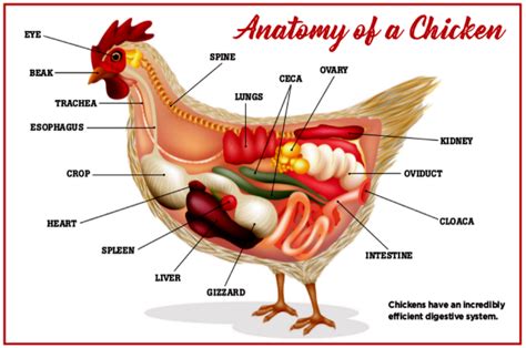 chicken digestive health | Chicken anatomy, Chickens, Poultry