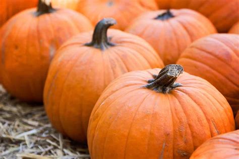 5 Useful Tips for Learning How to Harvest Pumpkins - Minneopa Orchards