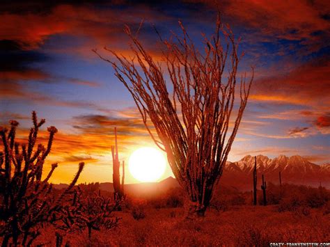 Sonoran Desert Wallpapers - Top Free Sonoran Desert Backgrounds ...