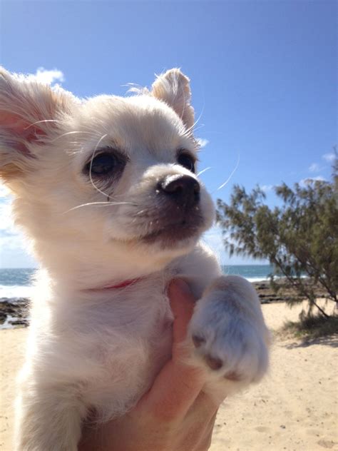 Pomchi puppy | Pomchi puppies, Puppies, Cute animals