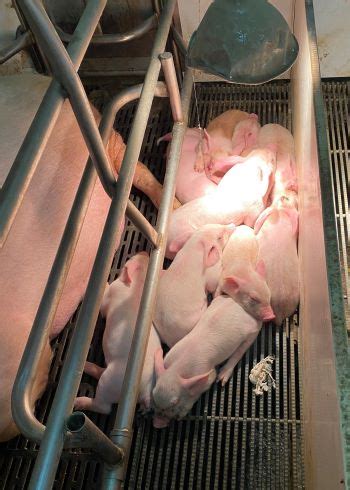 Why Not Rope Knot? New Way to Test Wean Pigs for PRRS Could Save Time, Money | Pork Business