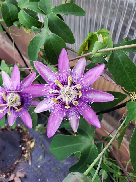 Passiflora ‘Aphrodite’s Purple Nightie’ | Snowdrop Farm