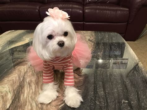 Pin by DEBBIE on Baby Stella | Teacup puppies maltese, Baby stella, Maltese puppy