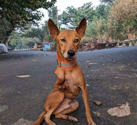 Badshah is a Survivor! (TW: injured dog) – Visakha SPCA India, Inc.