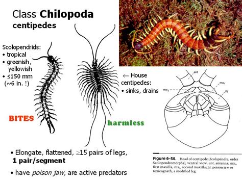 The Arthropods