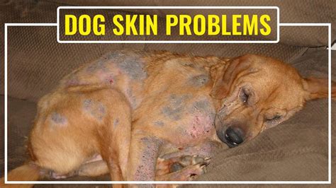 Complete Guide And Solutions To Common Dog Skin Problems - Petmoo