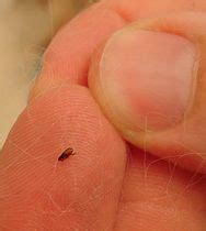 The flea can jump 350 times its body length, that is like a human jumping the length of a ...
