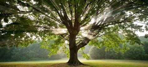 The Spiritual Power of Trees - The Soul Medic